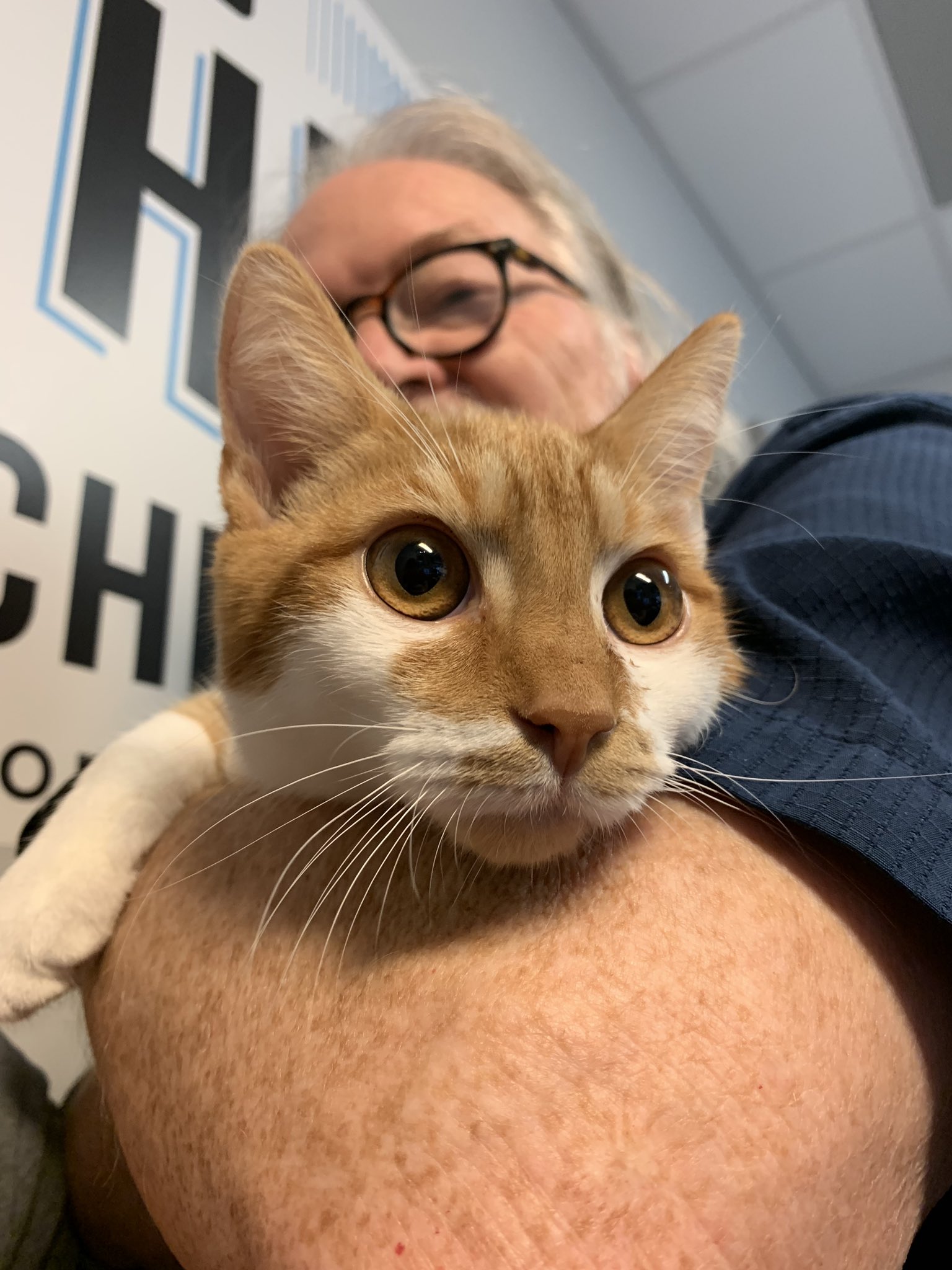 Adopt-A-Pet: Socrates and Seneca from Independent Animal Rescue
