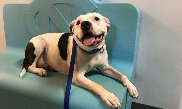 Adopt-A-Pet: Buck from Yadid’it! Sustainable Dog Rescue