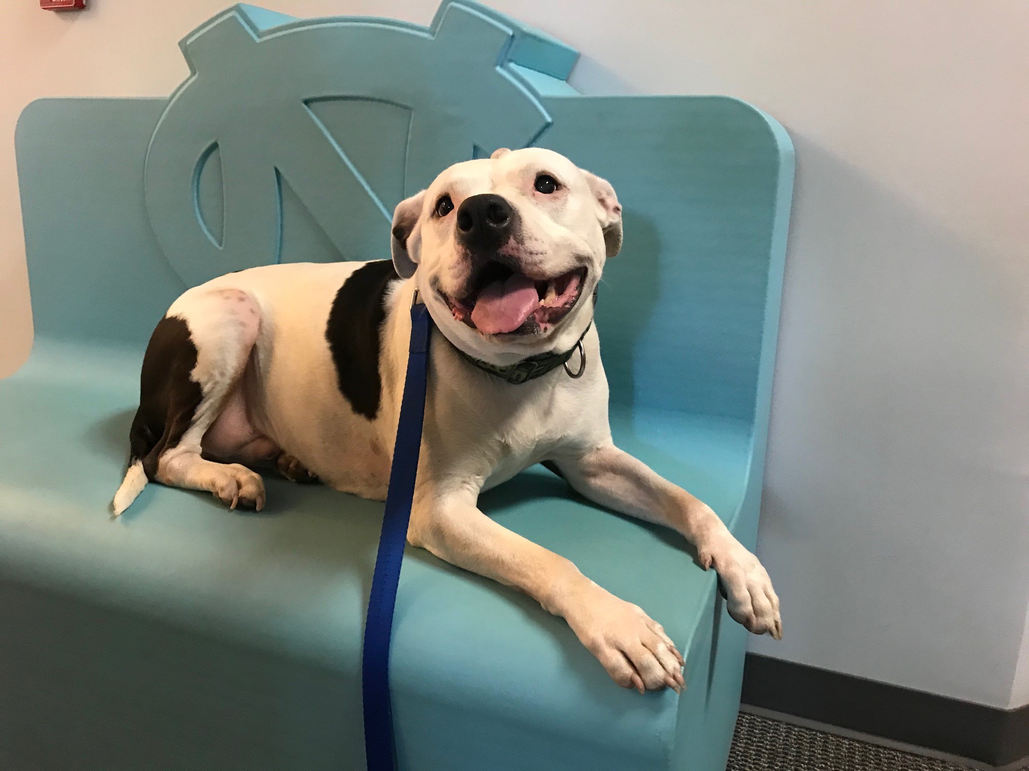 Adopt-A-Pet: Buck from Yadid’it! Sustainable Dog Rescue