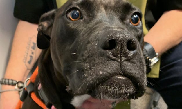 Adopt-A-Pet: Katie from Orange County Animal Services