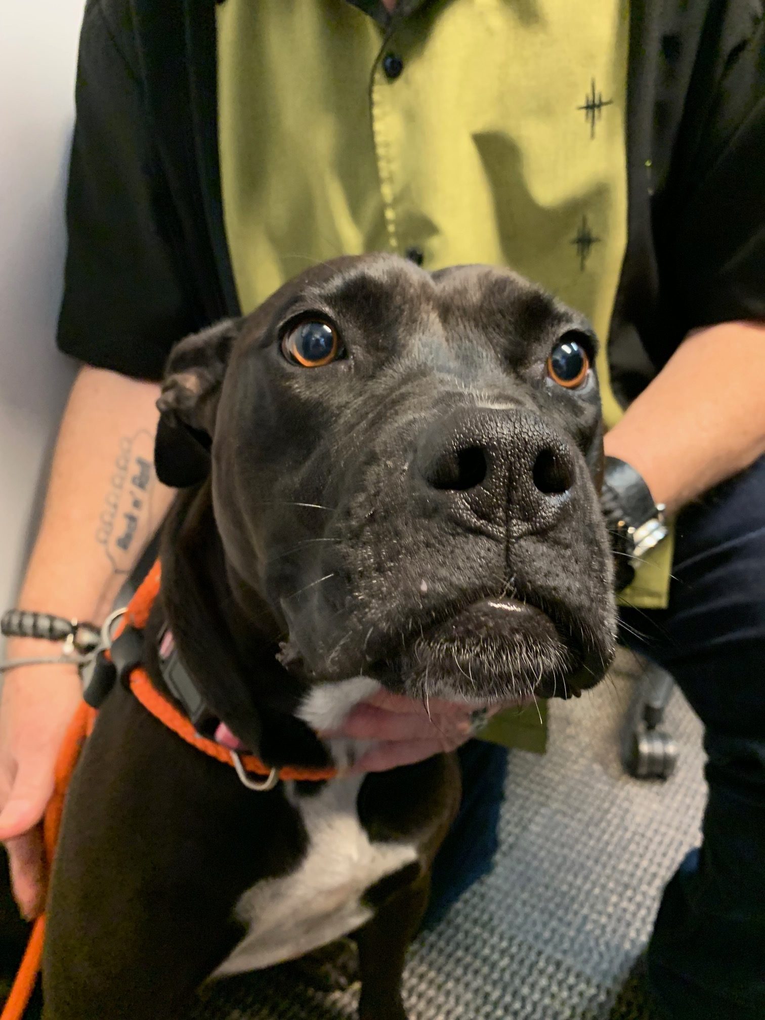Adopt-A-Pet: Katie from Orange County Animal Services