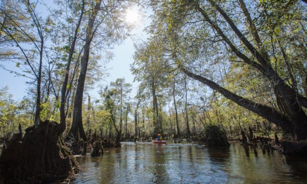 Troubled Water: Why the World’s Oldest Wetland Trees Aren’t in a State Park