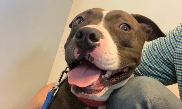 Adopt-A-Pet: Elroy from Yadid’it! Sustainable Dog Rescue