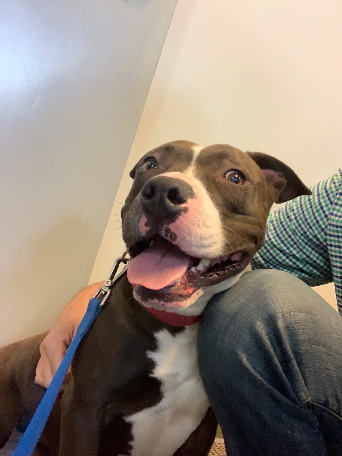 Adopt-A-Pet: Elroy from Yadid’it! Sustainable Dog Rescue