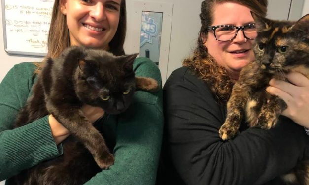 Adopt-A-Pet: Salem & Hyena from Orange County Animal Services