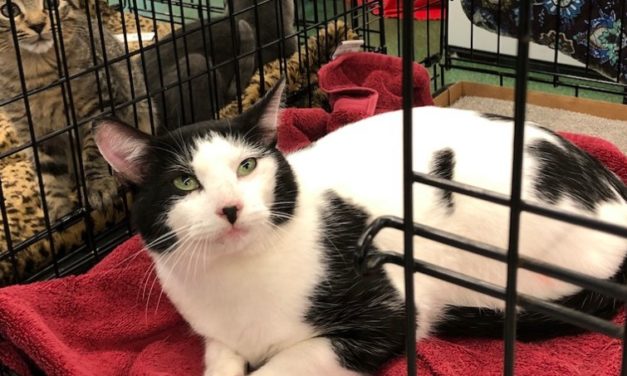 Adopt-A-Pet: Finnegan from Independent Animal Rescue