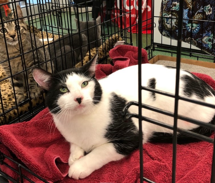 Adopt-A-Pet: Finnegan from Independent Animal Rescue