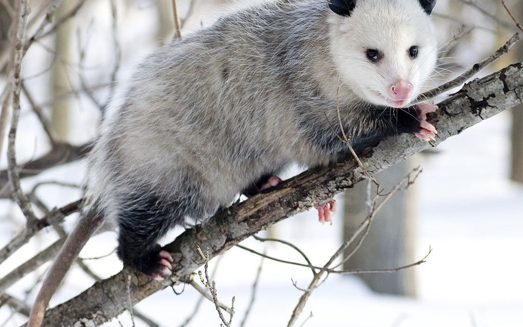 Group Hopes to Prevent ‘Opossum Dropping’ on New Year’s Eve
