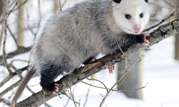 Group Hopes to Prevent ‘Opossum Dropping’ on New Year’s Eve