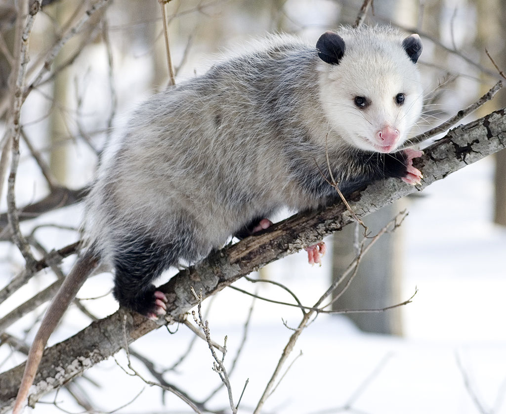 Group Hopes to Prevent ‘Opossum Dropping’ on New Year’s Eve