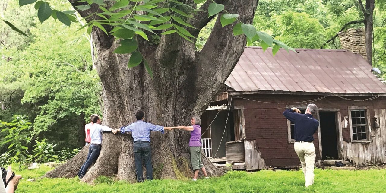 Organization Shines Spotlight on Chatham’s Grand Trees