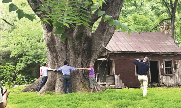 Organization Shines Spotlight on Chatham’s Grand Trees