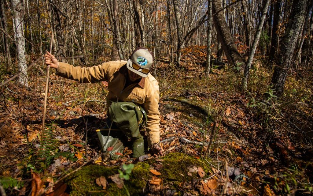 The Quest to Protect the Bog Turtle: Saving NC’s Smallest Turtle