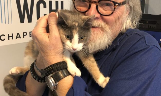 Adopt-A-Pet: Bay from Goathouse Refuge