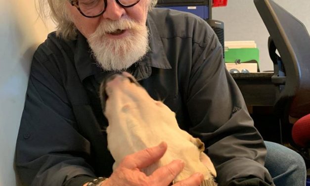 Adopt-A-Pet: Odie from Yadid’it! Sustainable Dog Rescue