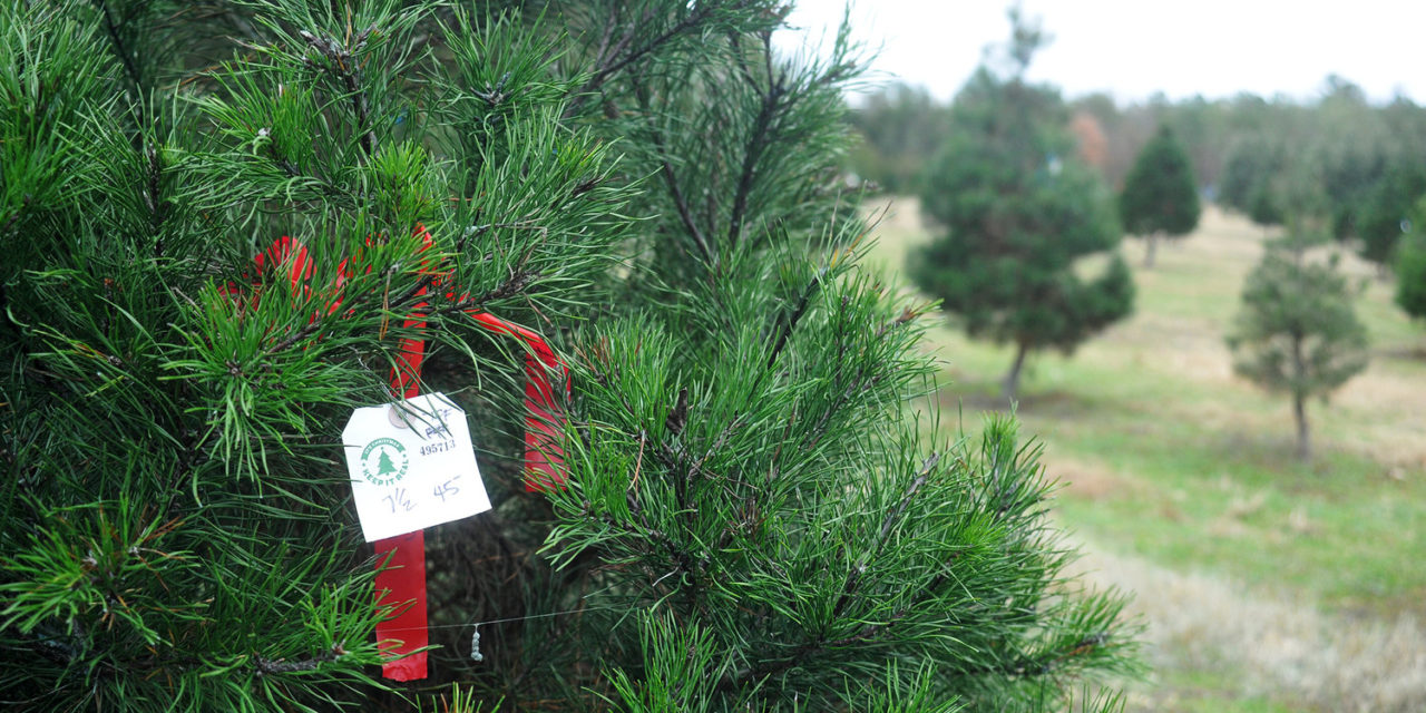 Chapel Hill and Carrboro Provide Instructions for Holiday Tree Disposal