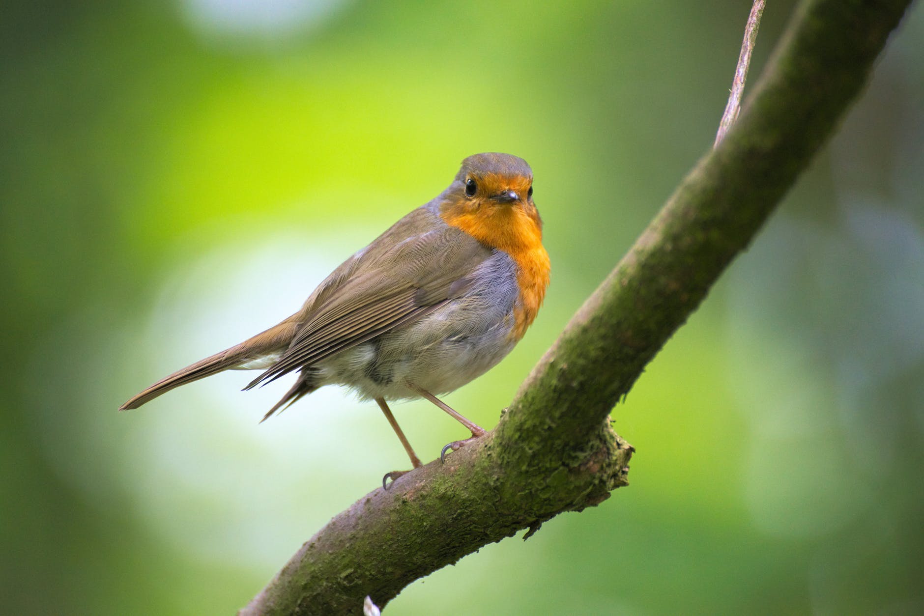 Right as Rain: Discovering Your Spark Bird