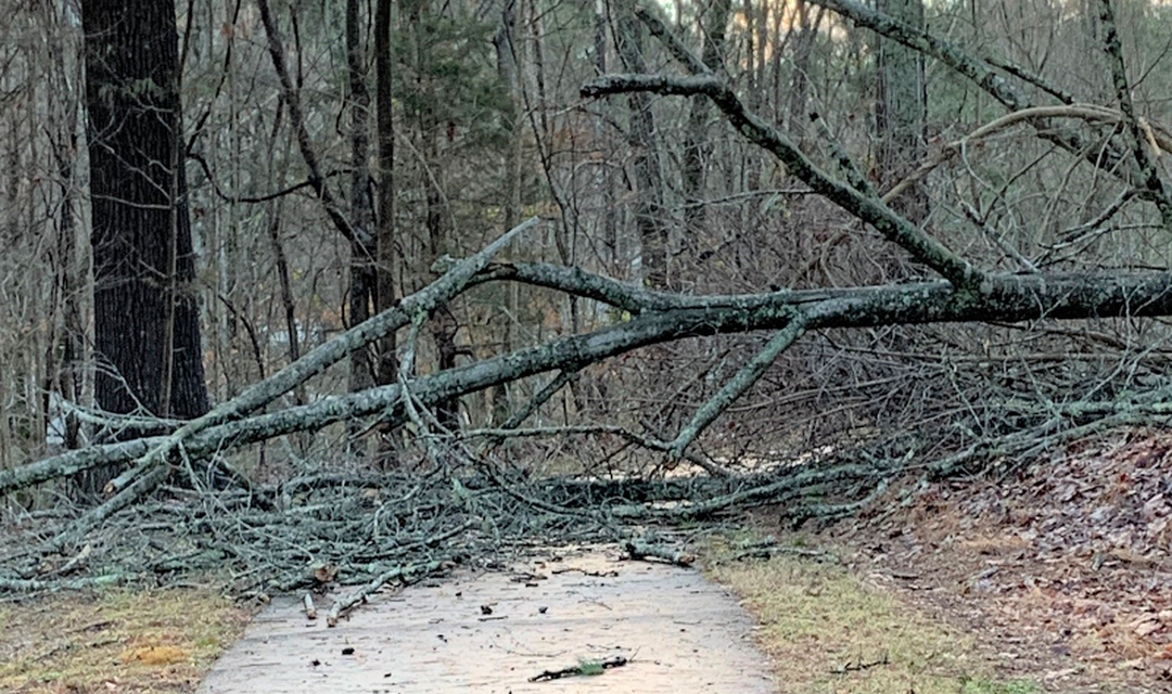 High Winds Cause Tree Damage, Park Closures In Orange County