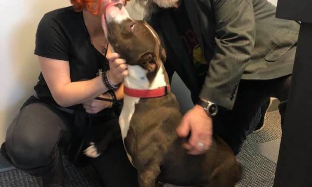 Adopt-A-Pet: Elroy from Yadid’it! Sustainable Dog Rescue
