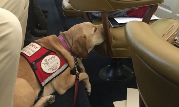 Facility Dog, Adele, Helps to Serve Orange County Courts