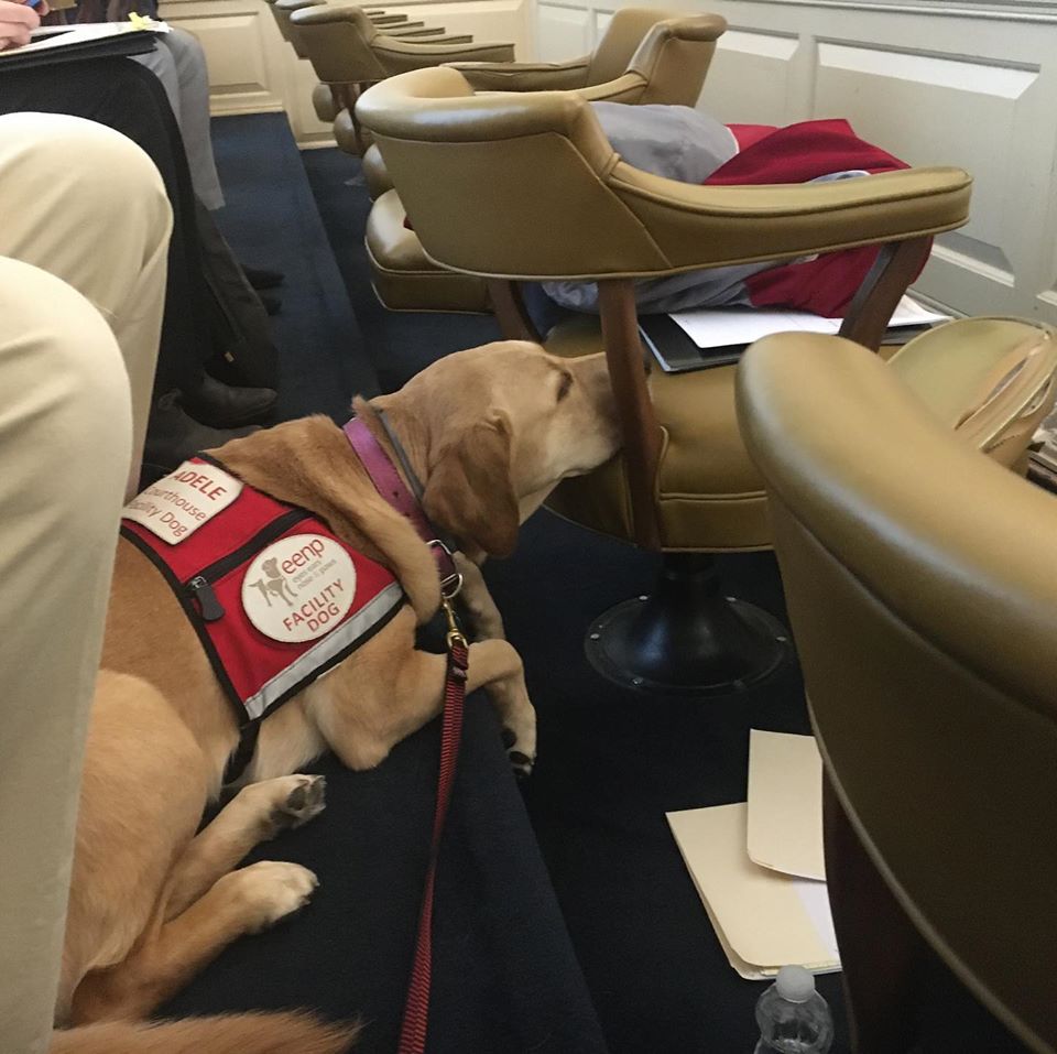 Facility Dog, Adele, Helps to Serve Orange County Courts