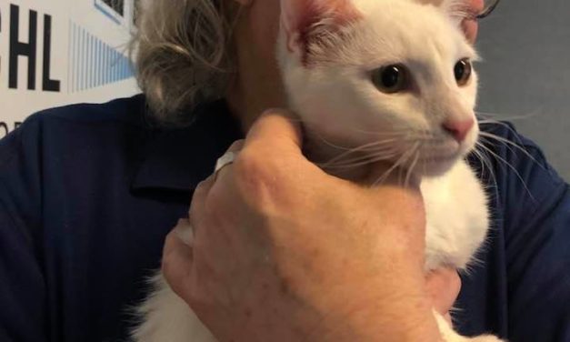 Adopt-A-Pet: Nieve from the Goathouse Refuge