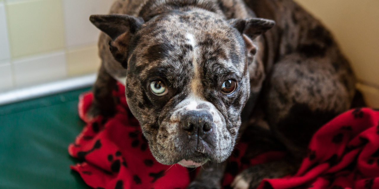 Orange County Animal Services Opens Applications for Project Grant