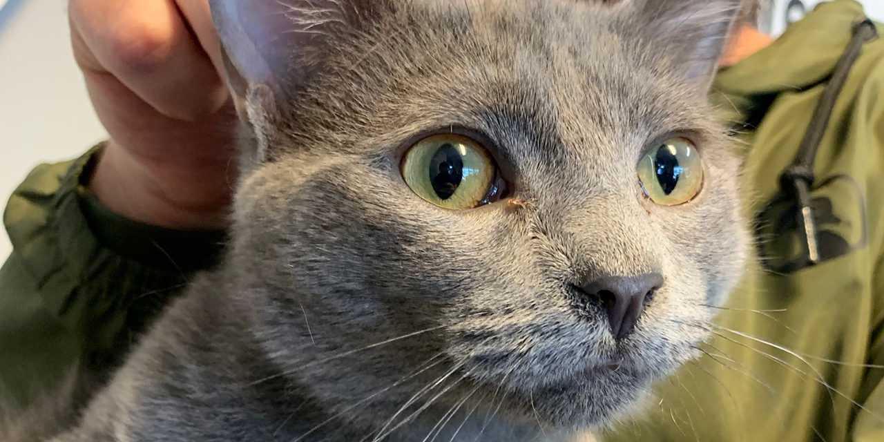 Adopt-A-Pet: Bandit from Orange County Animal Services