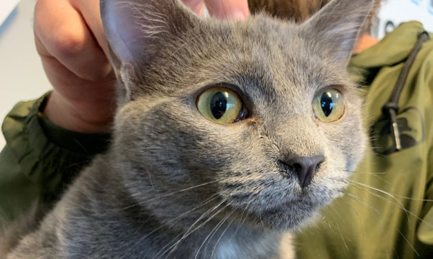 Adopt-A-Pet: Bandit from Orange County Animal Services