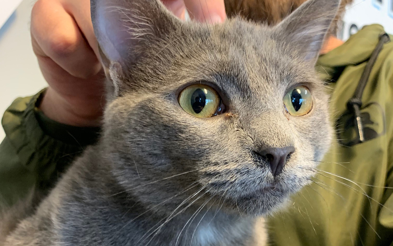 Adopt-A-Pet: Bandit from Orange County Animal Services
