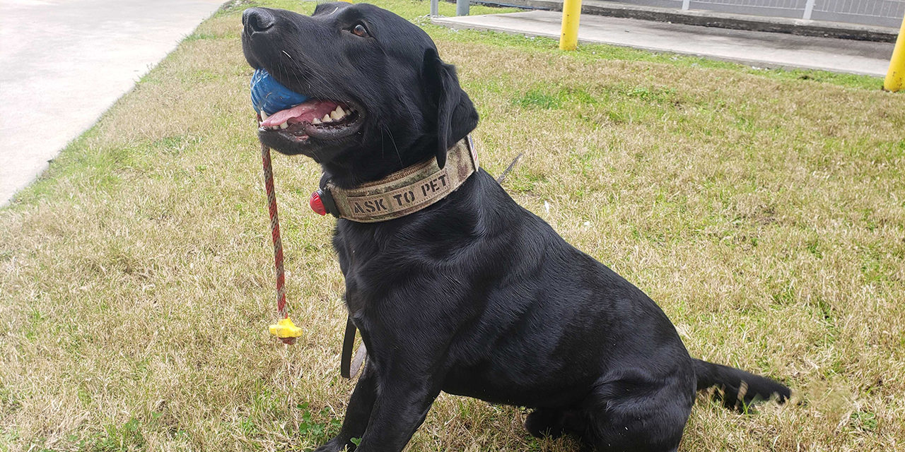 Durham Sheriff’s K-9 Officer Trained to Sniff Out Explosives