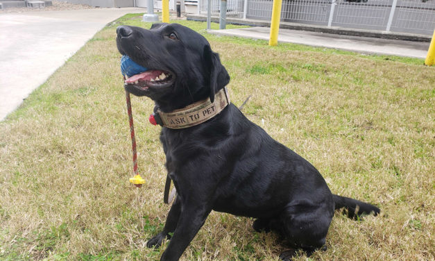 Durham Sheriff’s K-9 Officer Trained to Sniff Out Explosives
