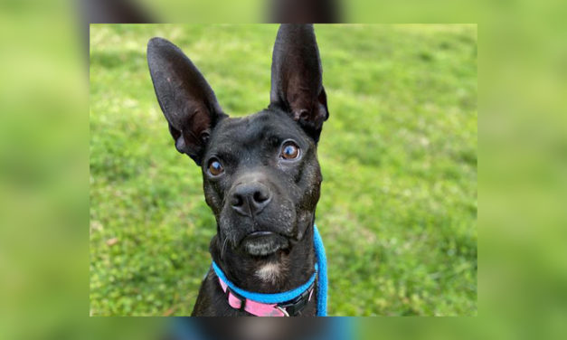 Adopt-A-Pet: Baileigh from Orange County Animal Services