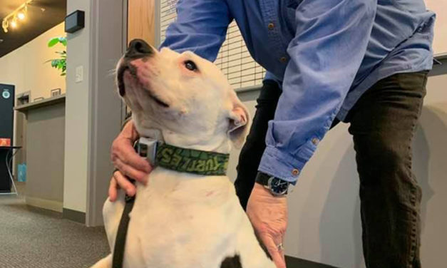 Adopt-A-Pet: Buck from Yadid’it! Sustainable Dog Rescue