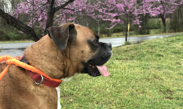 Adopt-A-Pet: Bubba Gump from Orange County Animal Services