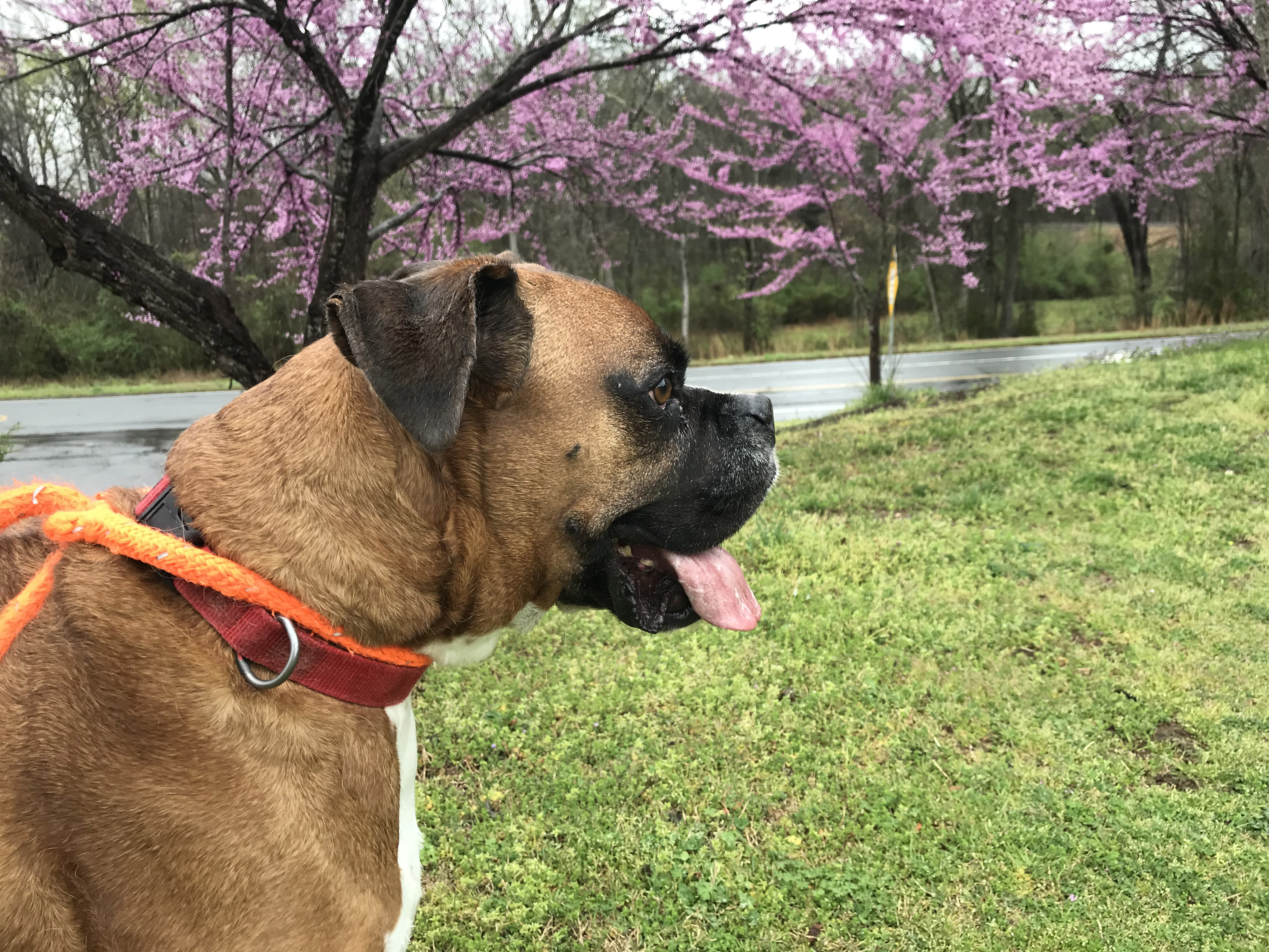 Adopt-A-Pet: Bubba Gump from Orange County Animal Services