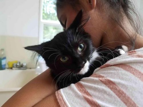 Adopt-A-Pet: America from the Goathouse Refuge