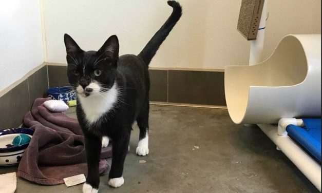 Adopt-A-Pet: Romeo from Orange County Animal Services