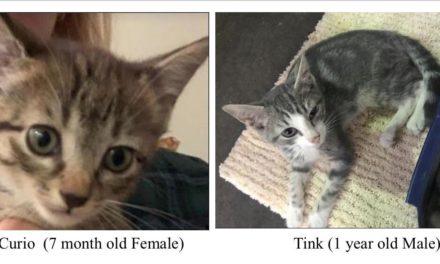 Adopt-A-Pet: Curio and Tink from the Goathouse Refuge