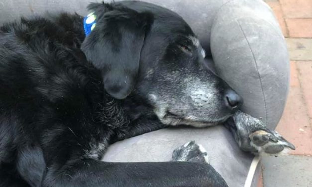 Adopt-A-Pet: A Happy Ending