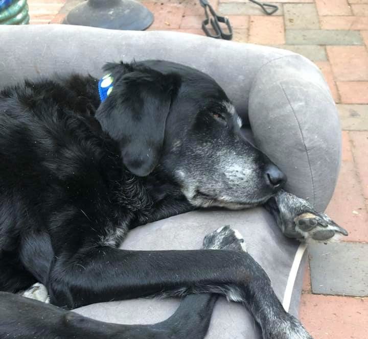 Adopt-A-Pet: A Happy Ending