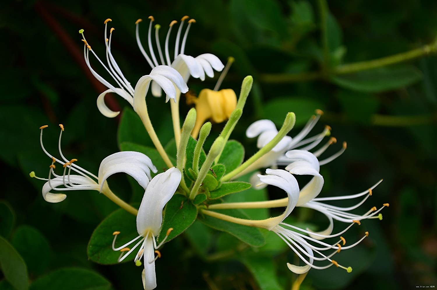 how-to-grow-lonicera-honeysuckle-garden-chronicle