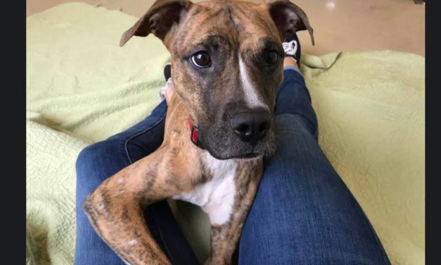 Adopt-A-Pet: Kansas from Orange County Animal Services
