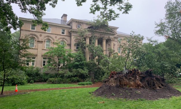 150-year-old Tree Falls on UNC Campus Near Alumni Hall