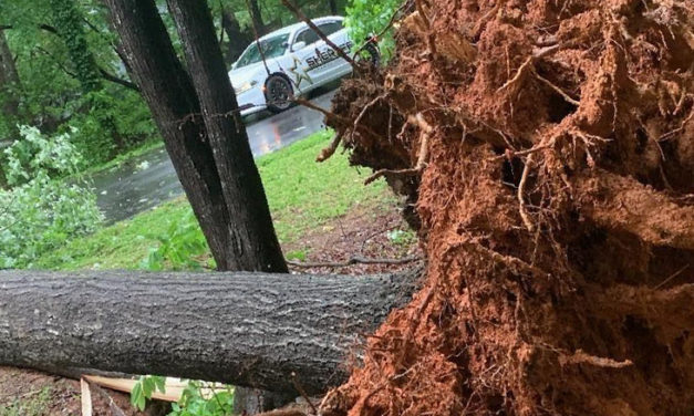 Rain, Wind Bring Falling Trees in Orange County