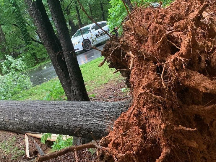 Rain, Wind Bring Falling Trees in Orange County