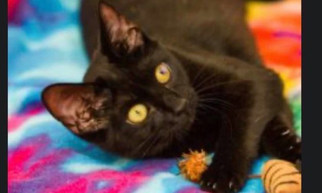 Adopt-A-Pet: Petunia and Silk from Independent Animal Rescue