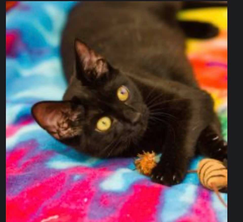 Adopt-A-Pet: Petunia and Silk from Independent Animal Rescue