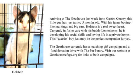 Adopt-A-Pet: Holstein from The Goathouse Refuge