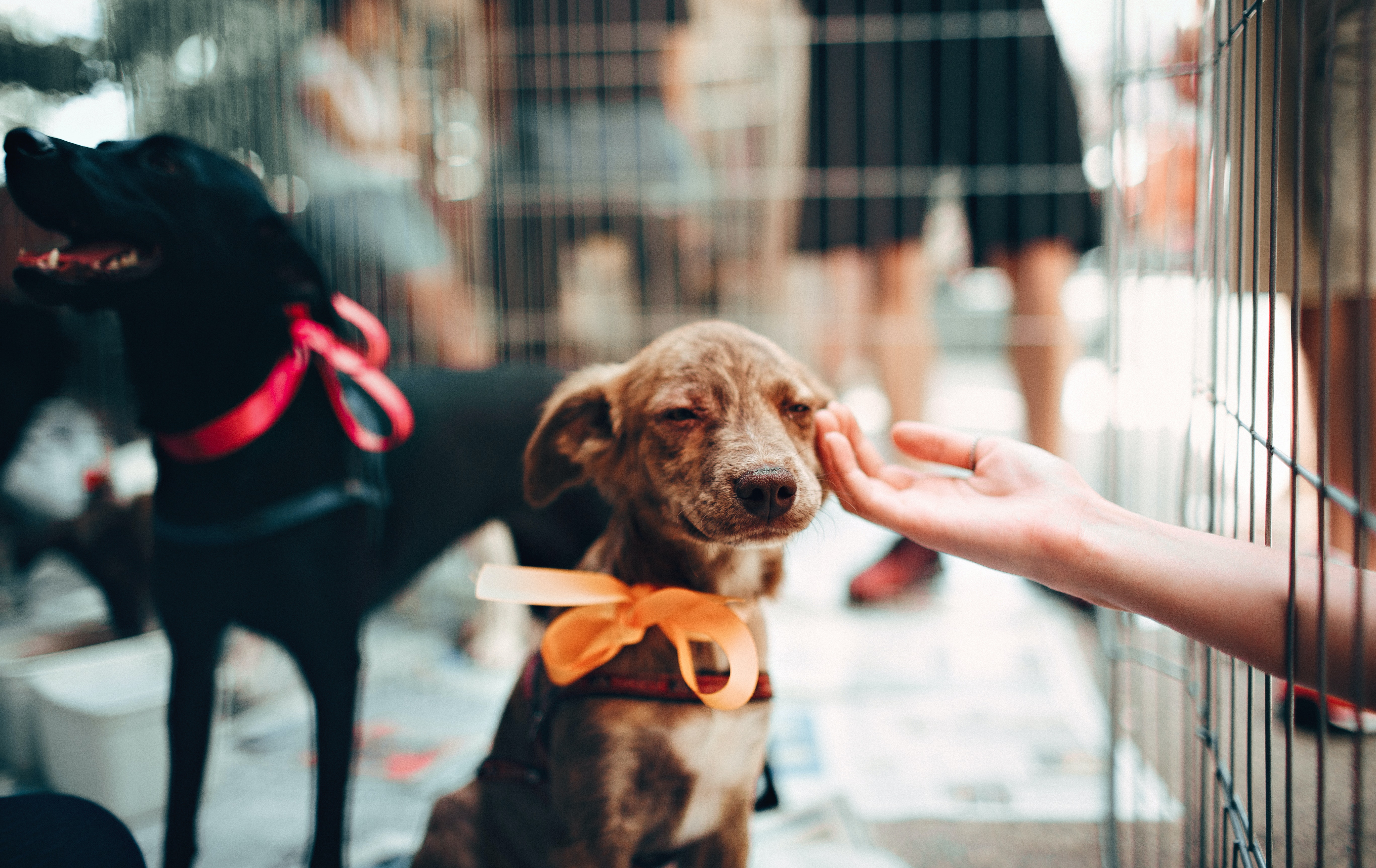 Chapel Hill, Durham Petco Under Fire for Unsatisfactory Inspection Records
